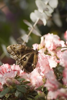 a butterfly eating nectar out of a flower