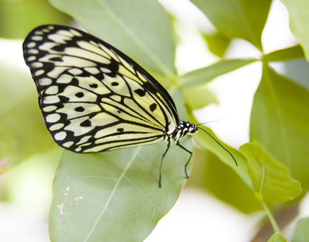 a butterfly eating nectar out of a flower