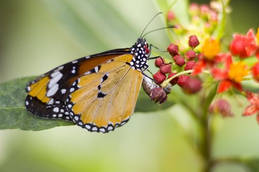 a butterfly eating nectar out of a flower