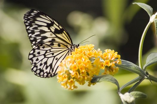 a butterfly eating nectar out of a flower