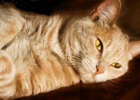 a cat laying on the floor and relaxing 