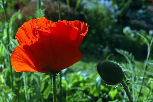 The big red poppy with a shaggy bud in summer day
