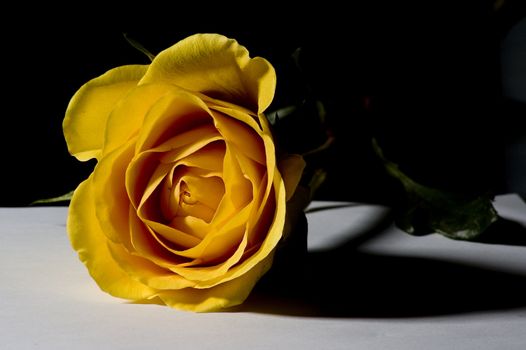 a yellow rose on a white table and black background