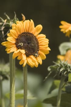 closup of a sunflower with insects