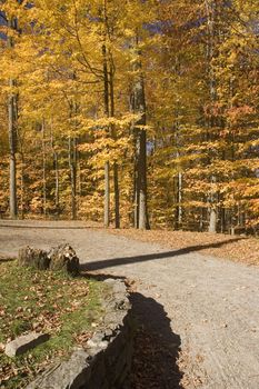 curvy trail in the forest during autumn