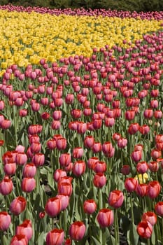 endless field of yellow and red tulips