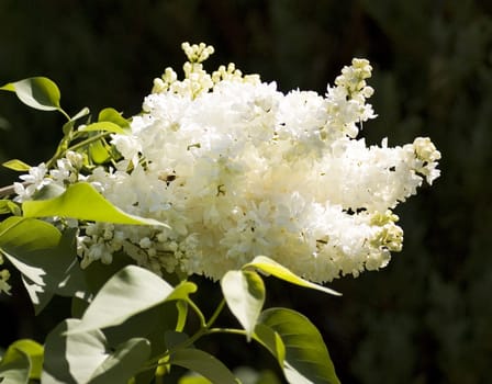a white lilac on a dark background