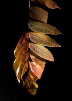 Colorfull fallen leaf on a black background