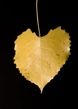 Colorfull fallen leaf on a black background