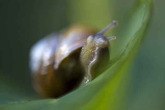 macro of snail on leaf