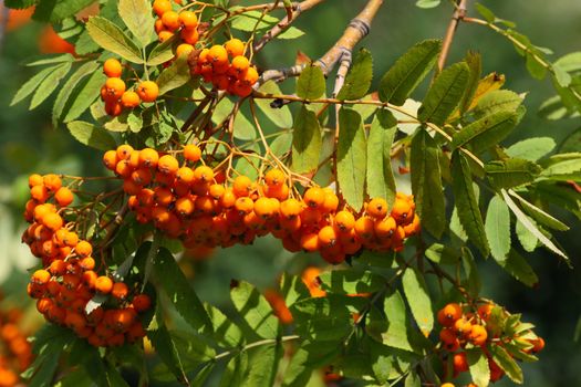 Close up of the ripe rowan berries