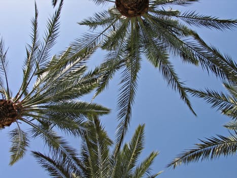 Palm trees in Eilat Israel