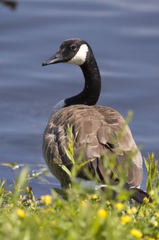 a canadian goose in its natural habitat