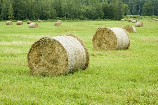 view of some balls of haystack in a field