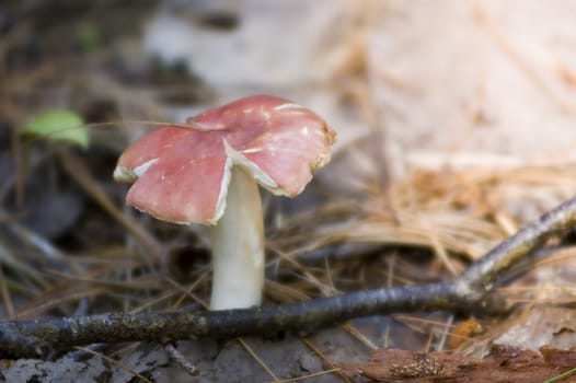 a red mushroom growing in the middle of a forest trail