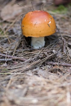an orange mushroom growing in the middle of a forest trail
