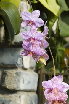 Some colorfull orchids growing in a green house