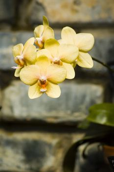 Some colorfull orchids growing in a green house