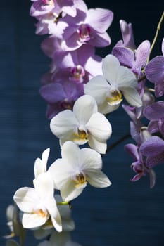 Some colorfull orchids growing in a green house