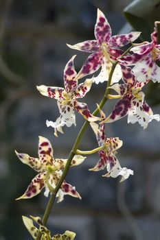 Some colorfull orchids growing in a green house