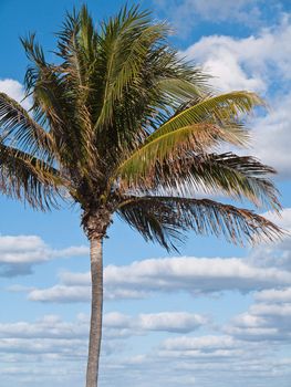 Vacation in Florida blue sky and palm trees