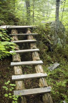 Wood stairs made to cross an accidented forest trail