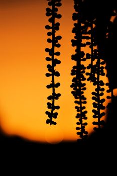A beautiful tropical sunset with seedpods in the foreground