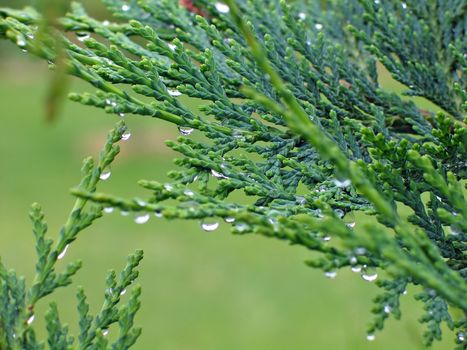 Pine green leaves with fresh drops of dew
