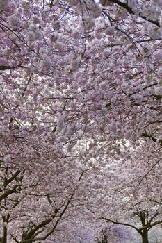Cherry Blossom Trees Canopy at Spring Time Portland Oregon