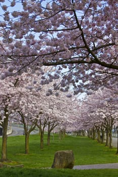 Cherry Blossom Bloming at Spring Time Portland Oregon