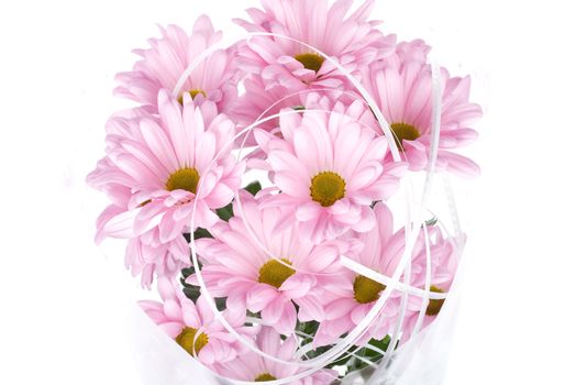 close-up pink chrysanthemum flowers bouquet, isolated on white