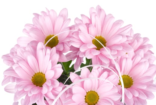 close-up pink chrysanthemum flowers, isolated on white