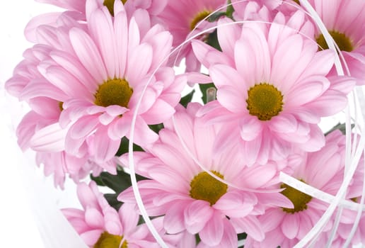 close-up pink chrysanthemum flowers, isolated on white