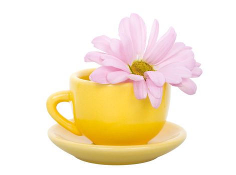 close-up yellow cup with saucer and pink chrysanthemum flower, isolated on white
