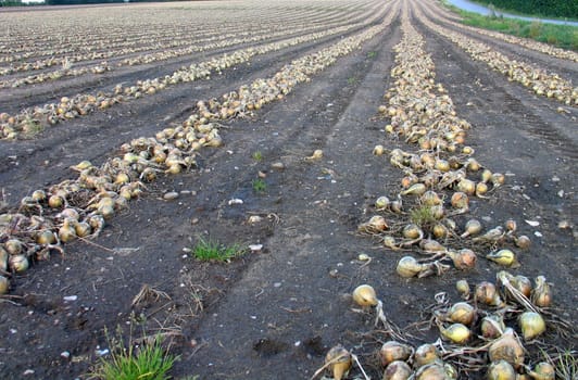 Field of onions before picking