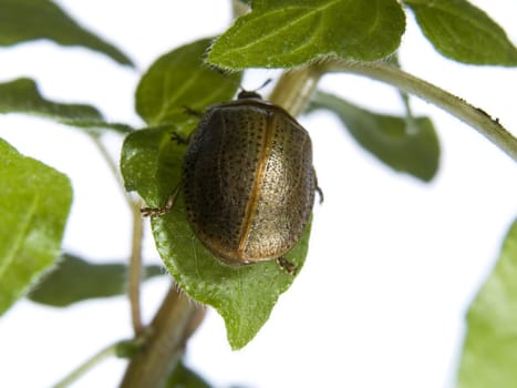 Bug on green leaf over white background.