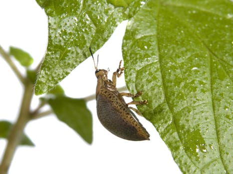 Bug on green leaf over white background.