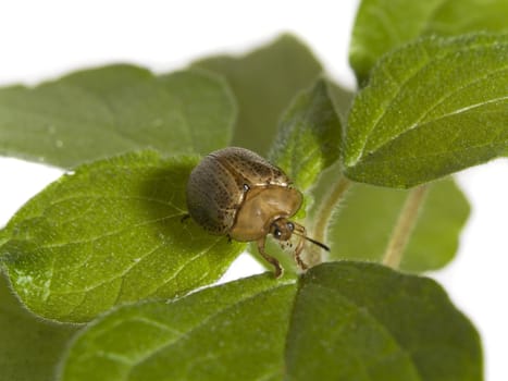 Bug walking on a green plant over white background.