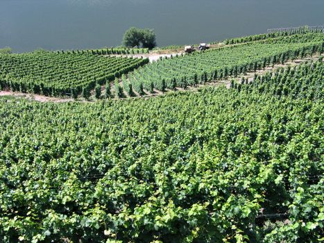 Vineyards grapes fields on the hills in the Mosel area Germany