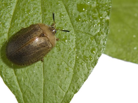 Bug on green leaf over white background.