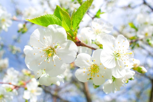 close-up cherry flowers in april