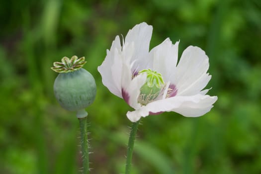two poppies on green grass background