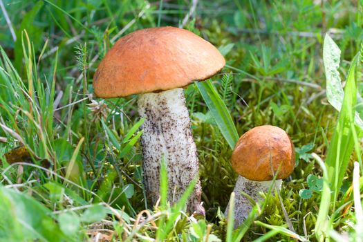 close-up two orange-cup mushrooms in forest