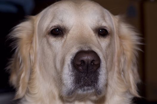 close-up on an adorable and serious looking golden retriever