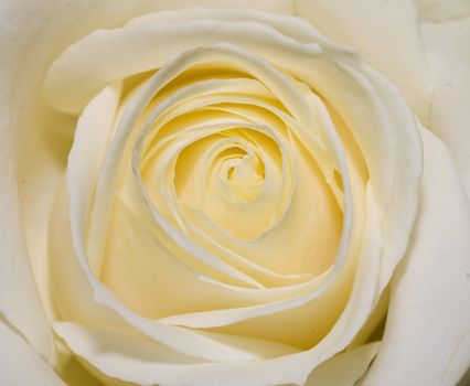 macro on a beautiful perfect whitish rose