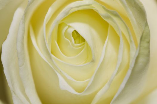 macro on a beautiful perfect whitish rose