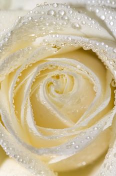 macro on a beautiful perfect whitish rose