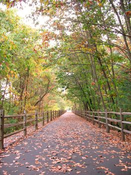 A community walking path that goes through the woods in Farmington CT.  Shot during the fall season in New England.