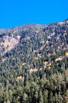 yellow trees in the green forest
