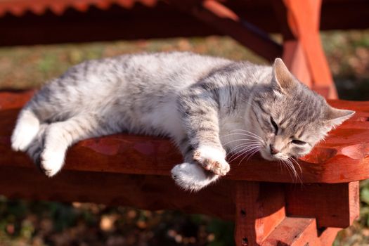 white tabby cat lying down on bench
